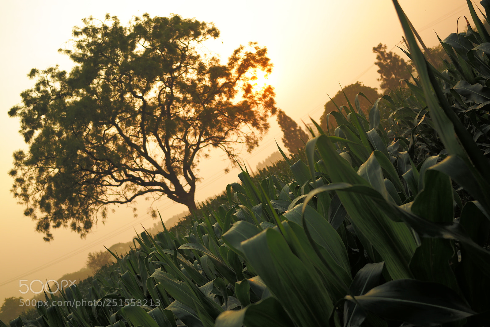 Samsung NX2000 sample photo. Morning ride through bangalore photography
