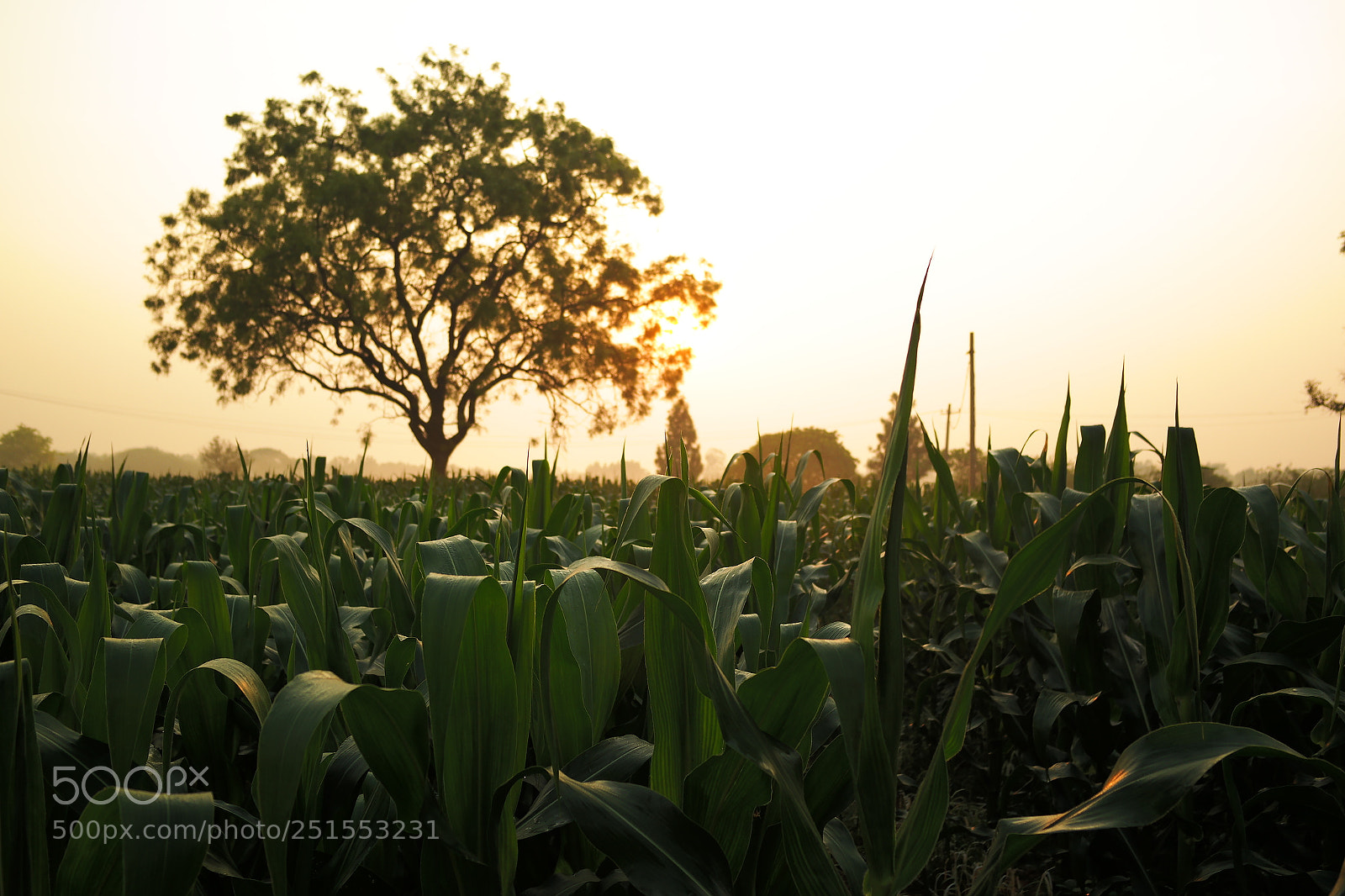 Samsung NX2000 sample photo. Morning ride through bangalore photography