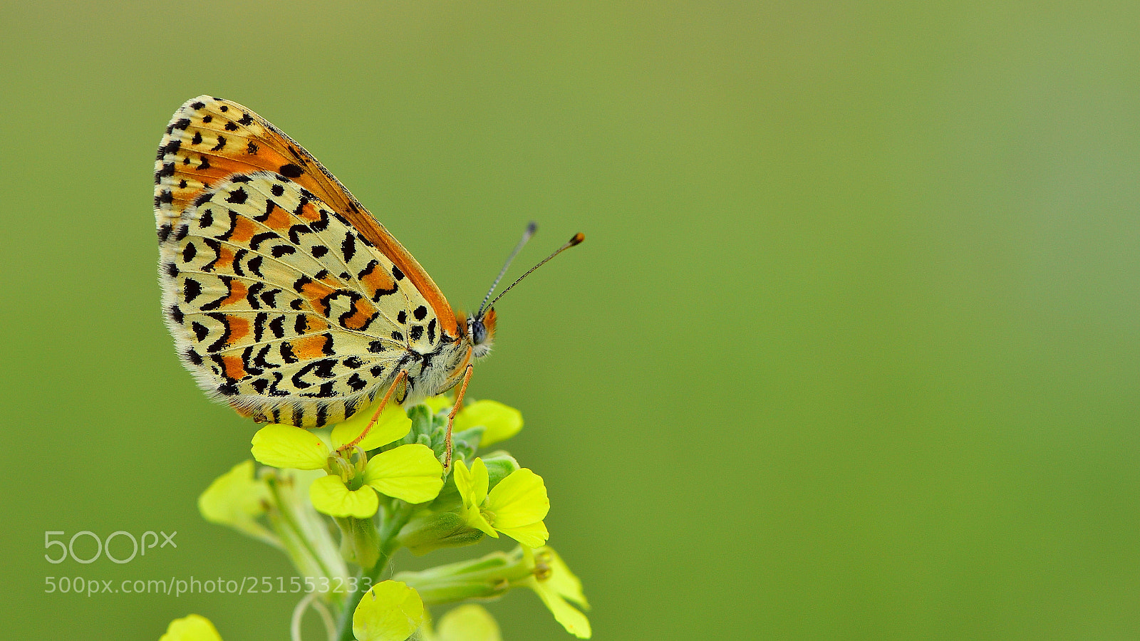 Nikon D810 sample photo. G zel parhan melitaea photography