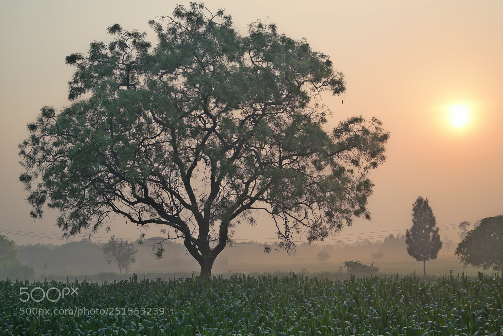 Samsung NX2000 sample photo. Morning ride through bangalore photography