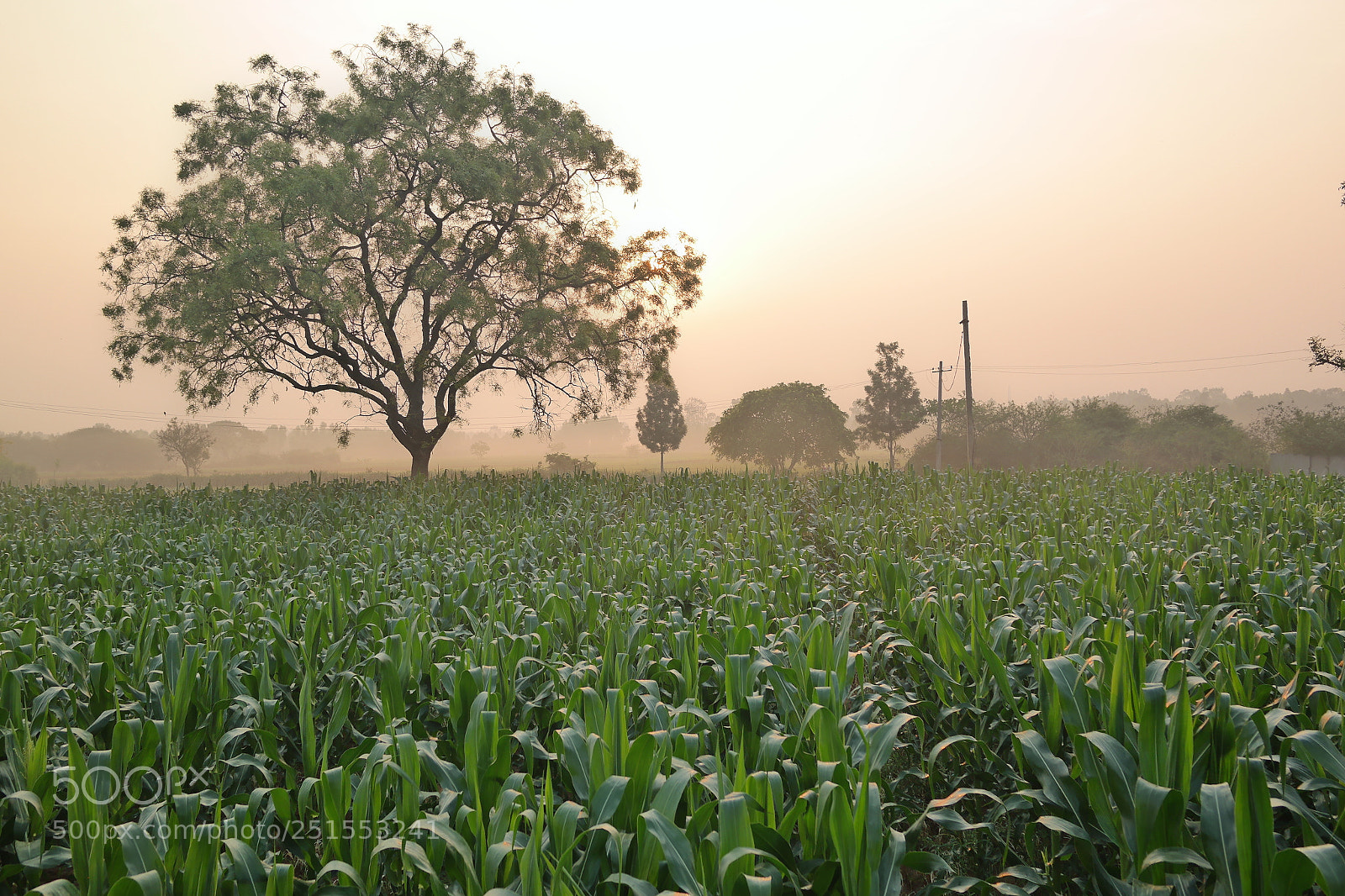 Samsung NX2000 sample photo. Morning ride through bangalore photography