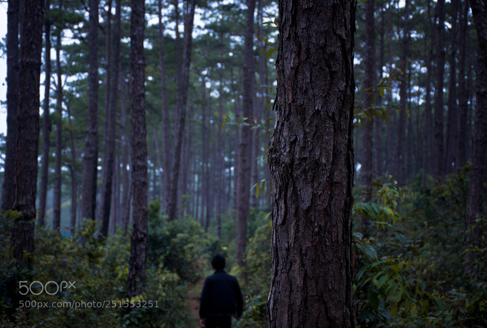 Nikon D7100 sample photo. Pine forest photography