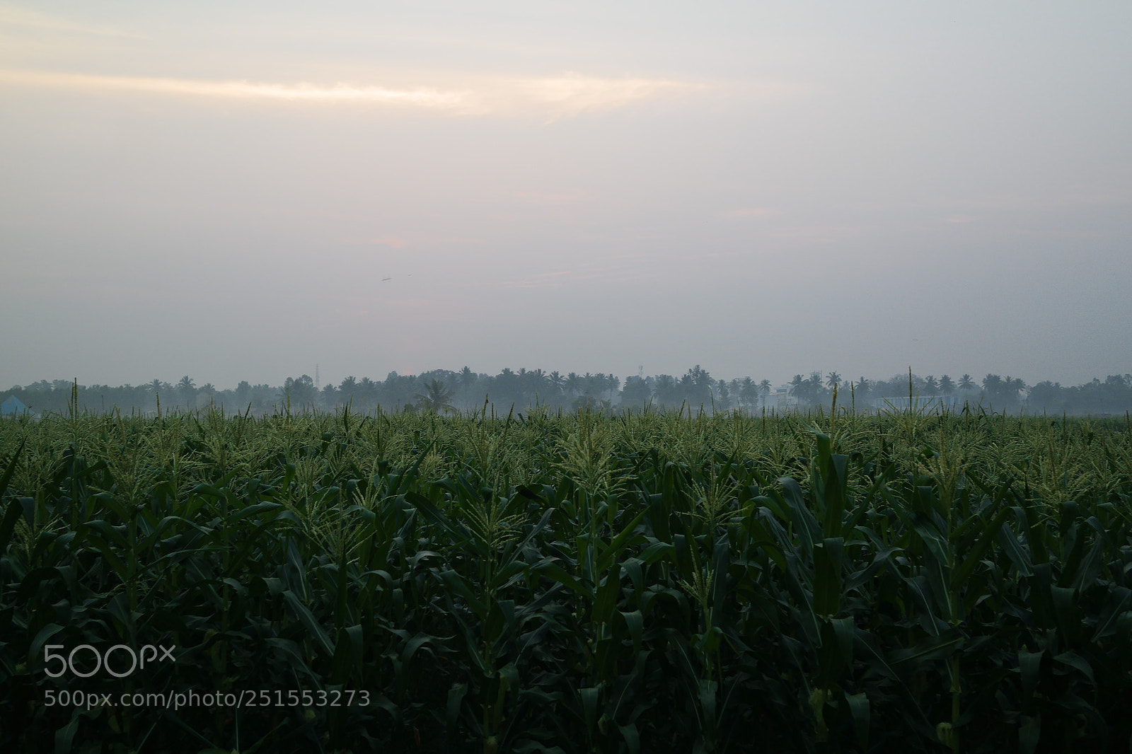 Samsung NX2000 sample photo. Morning ride through bangalore photography