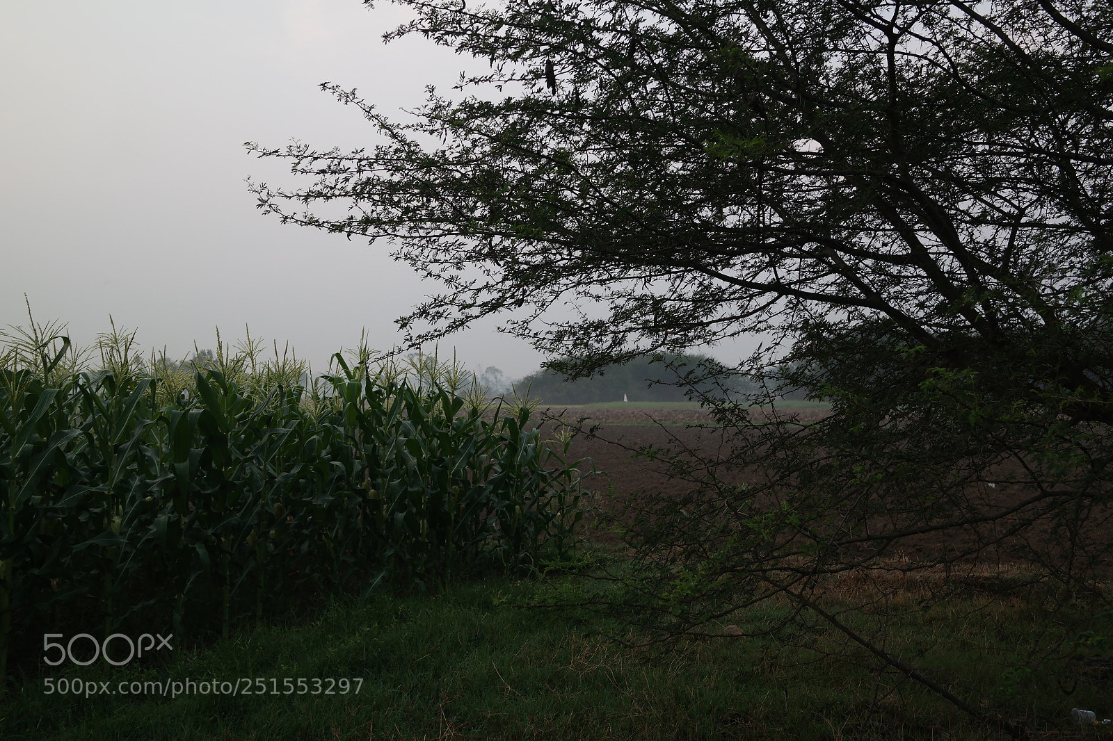 Samsung NX2000 sample photo. Morning ride through bangalore photography