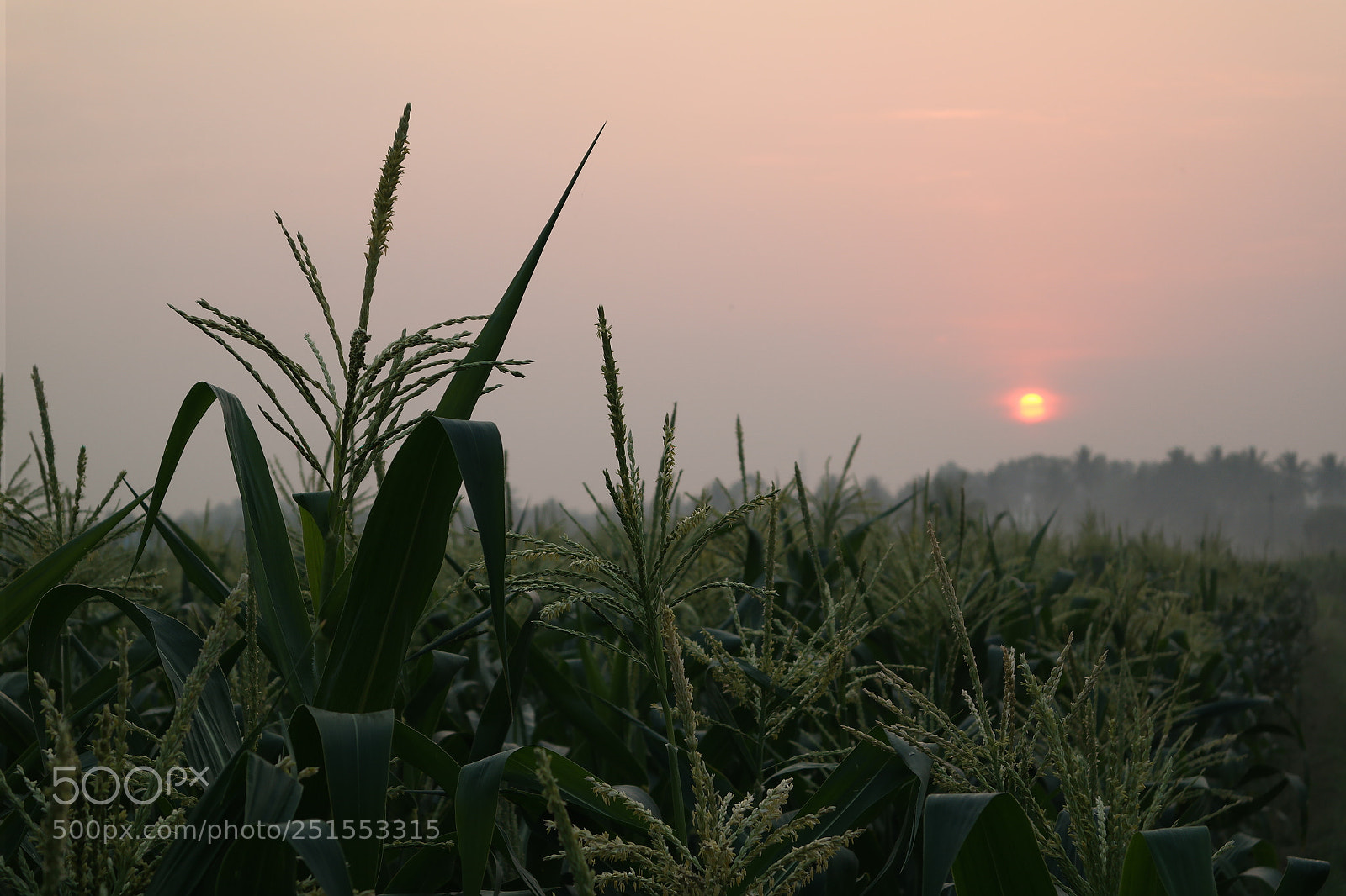 Samsung NX2000 sample photo. Morning ride through bangalore photography
