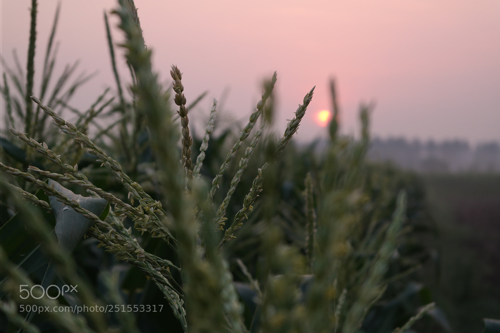 Samsung NX2000 sample photo. Morning ride through bangalore photography