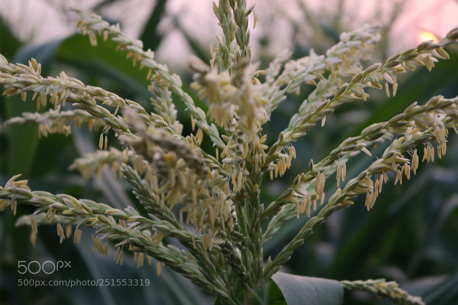 Samsung NX2000 sample photo. Morning ride through bangalore photography
