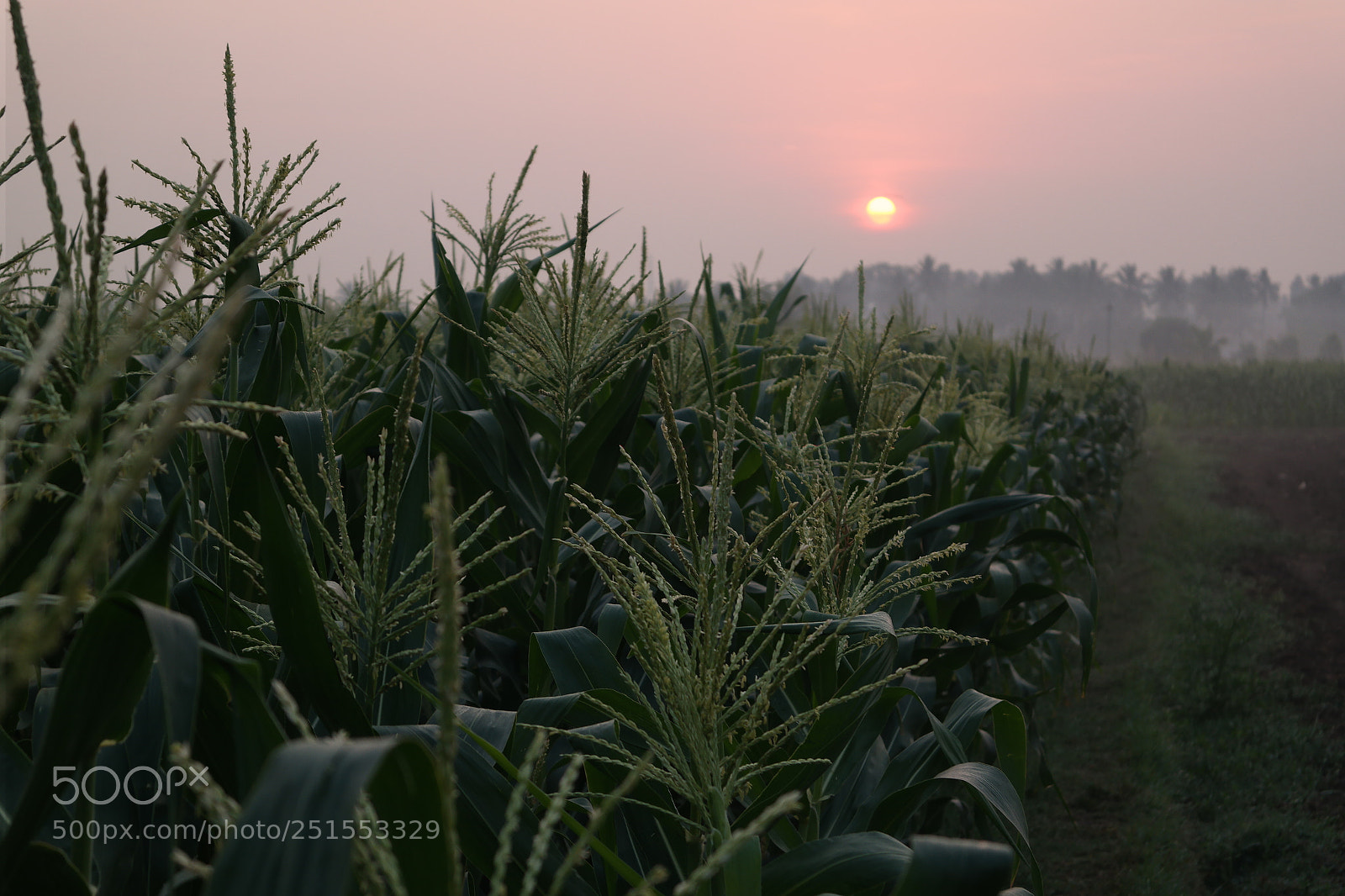 Samsung NX2000 sample photo. Morning ride through bangalore photography