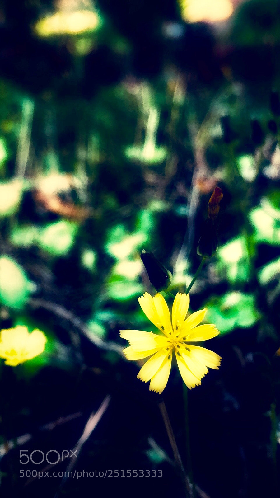 Apple iPhone 6 Plus sample photo. Untitled photography