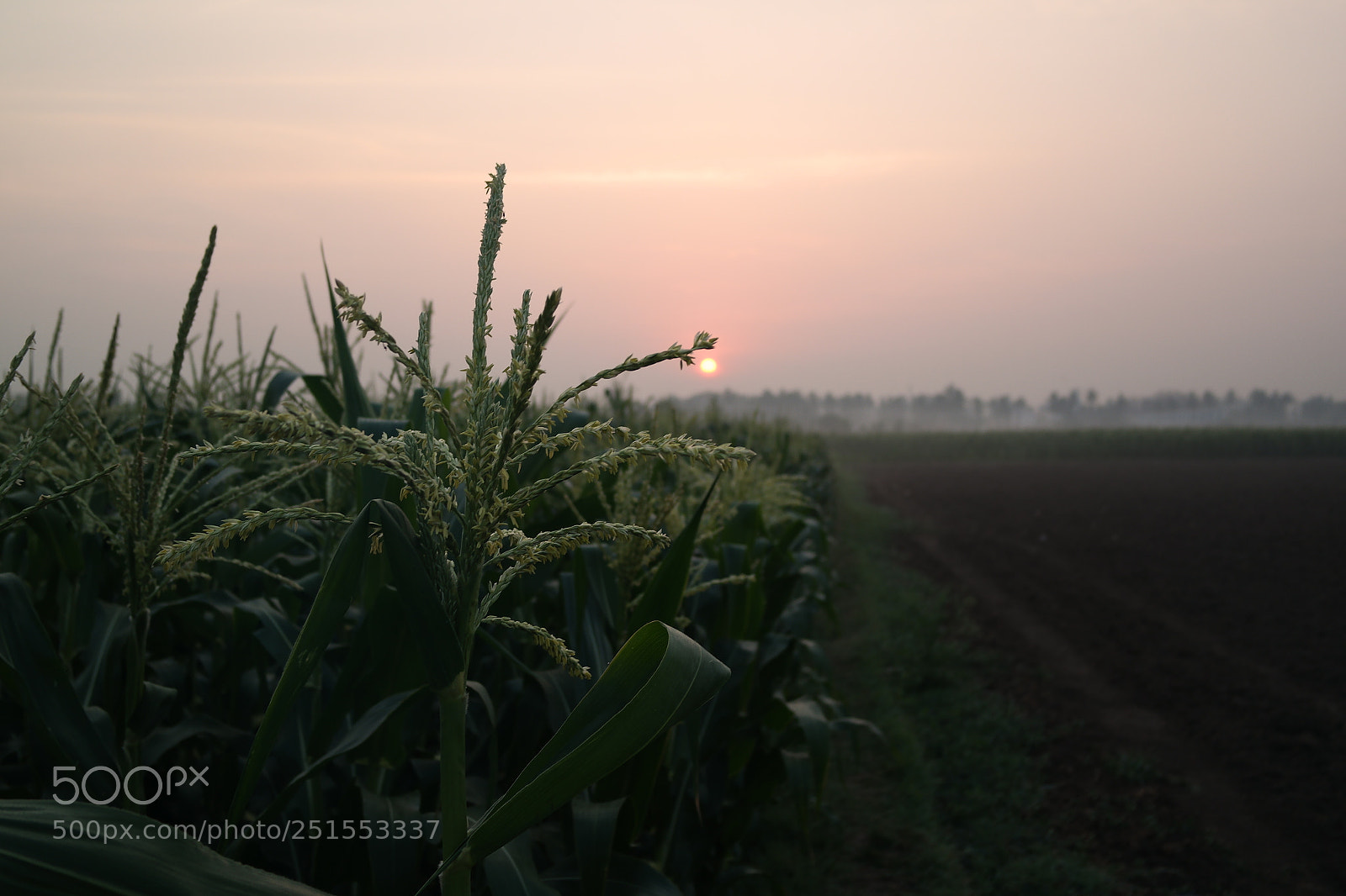 Samsung NX2000 sample photo. Morning ride through bangalore photography
