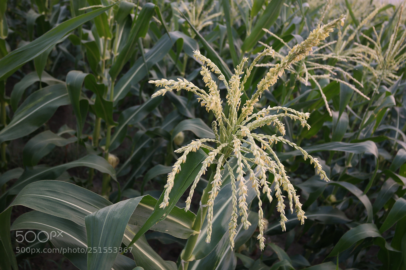 Samsung NX2000 sample photo. Morning ride through bangalore photography