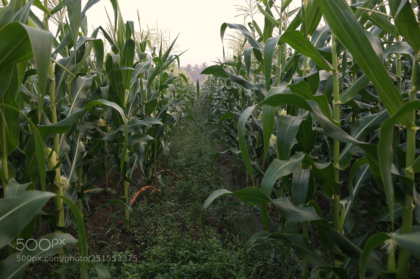 Samsung NX2000 sample photo. Morning ride through bangalore photography