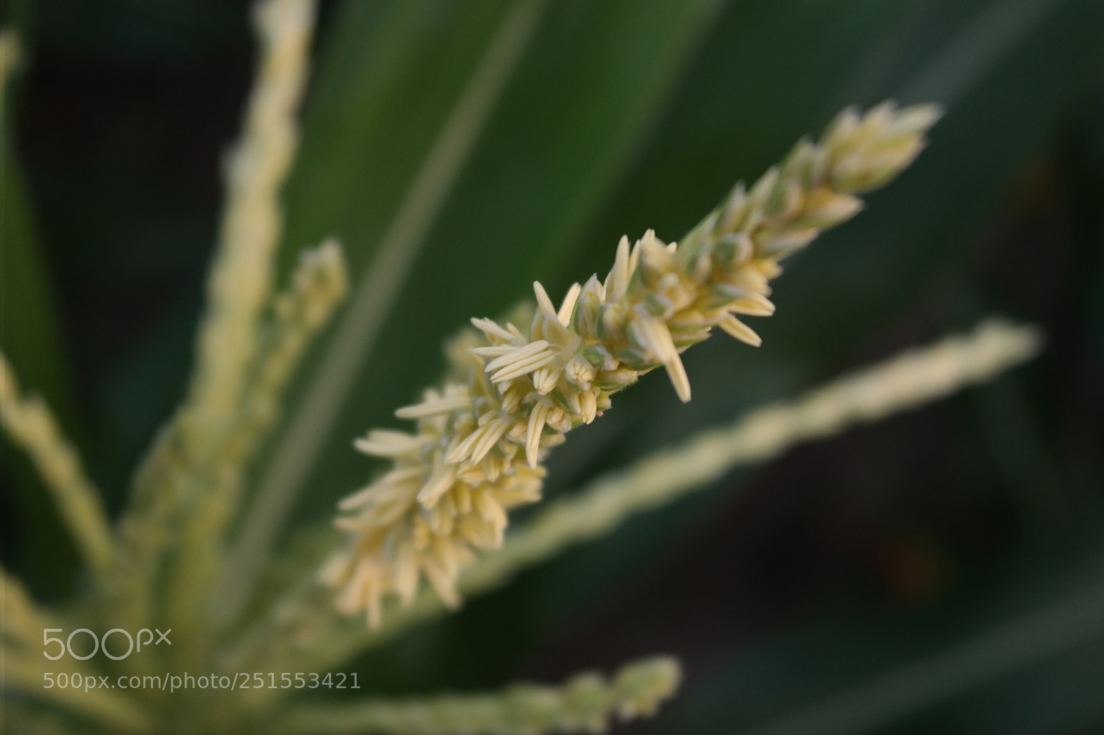 Samsung NX2000 sample photo. Morning ride through bangalore photography