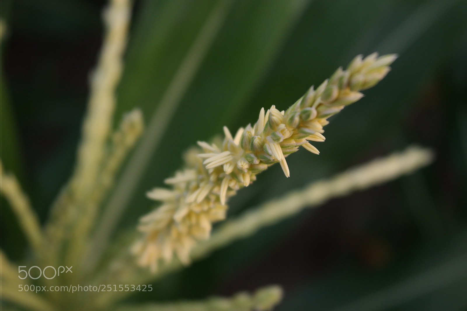 Samsung NX2000 sample photo. Morning ride through bangalore photography