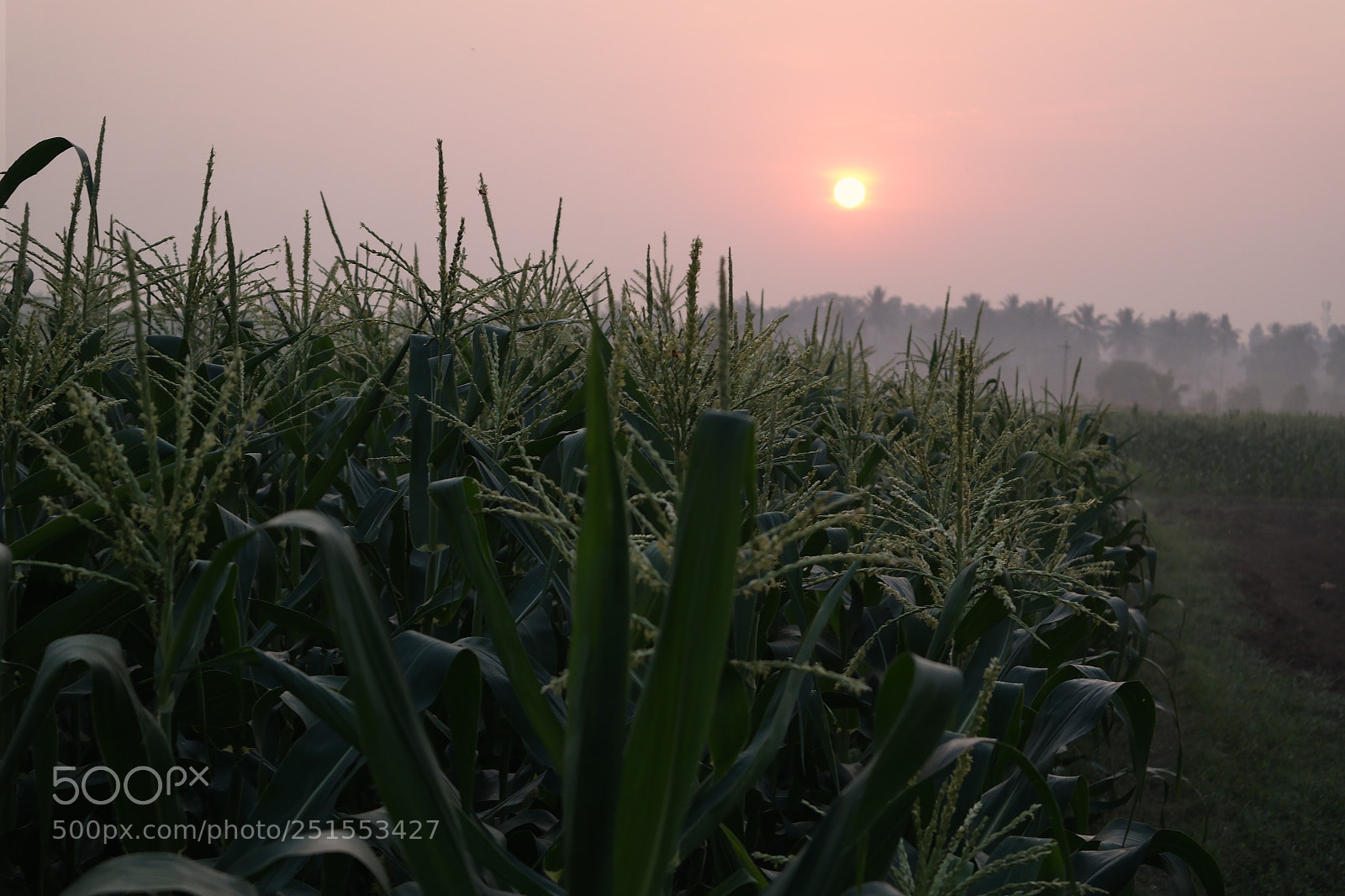 Samsung NX2000 sample photo. Morning ride through bangalore photography
