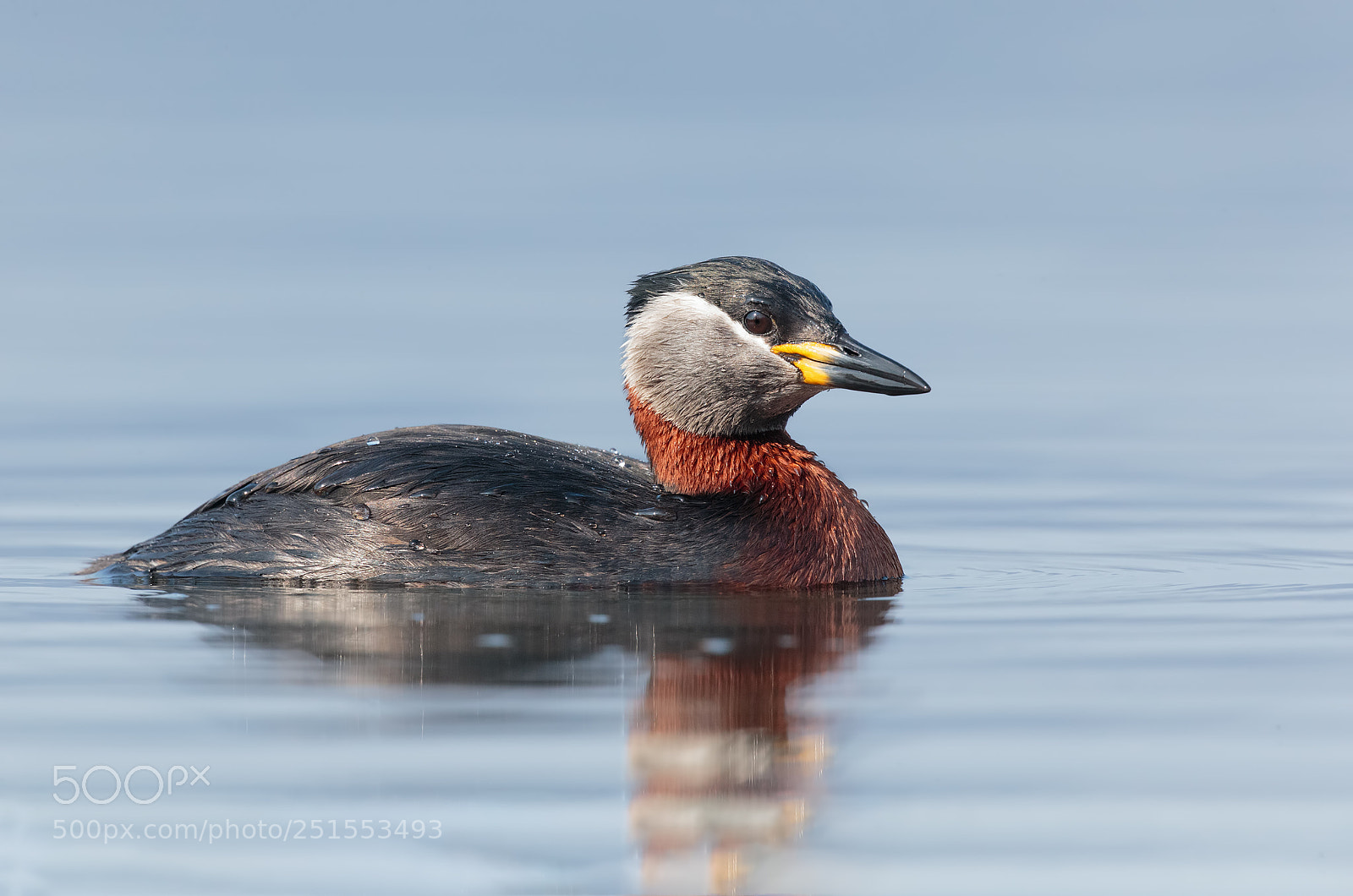 Canon EOS-1D X sample photo. Great crested grebe photography