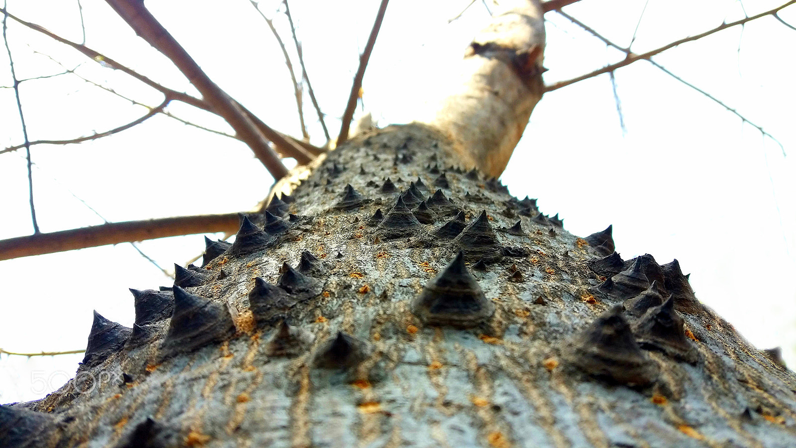Samsung Galaxy A9 Pro sample photo. Asian tropical tree photography