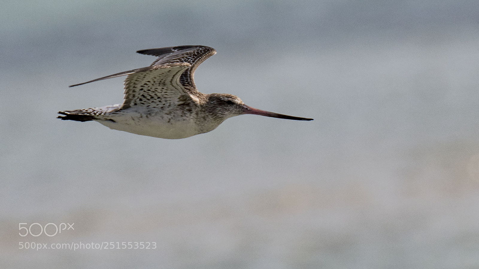 Nikon D500 sample photo. Bar-tailed godwit photography