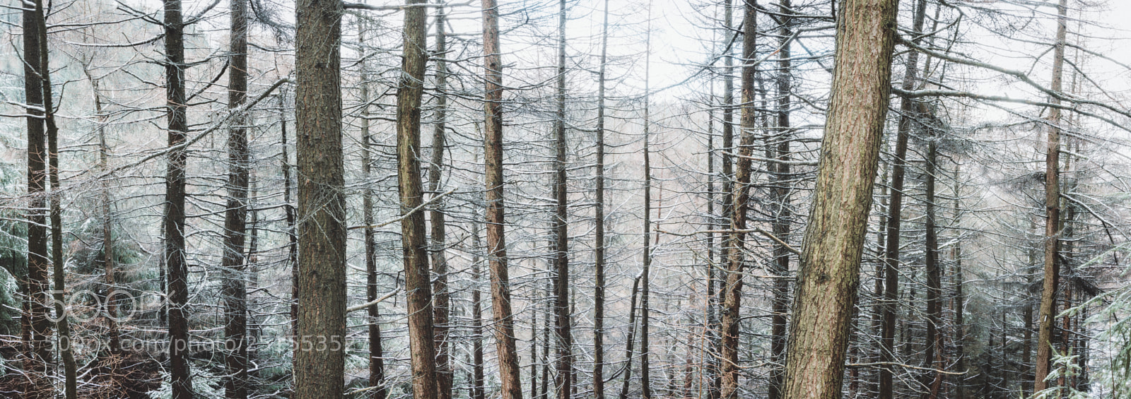 Nikon D7200 sample photo. Snowy treeline at hope photography