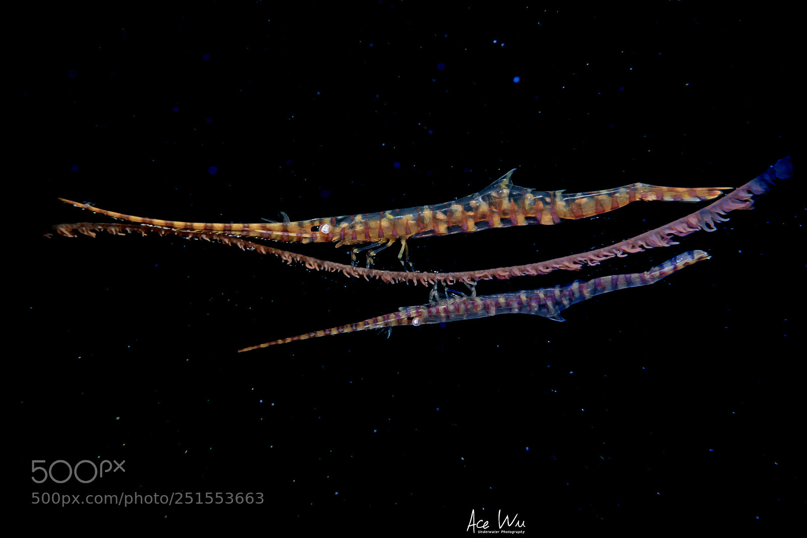 Nikon D850 sample photo. Mating season photography