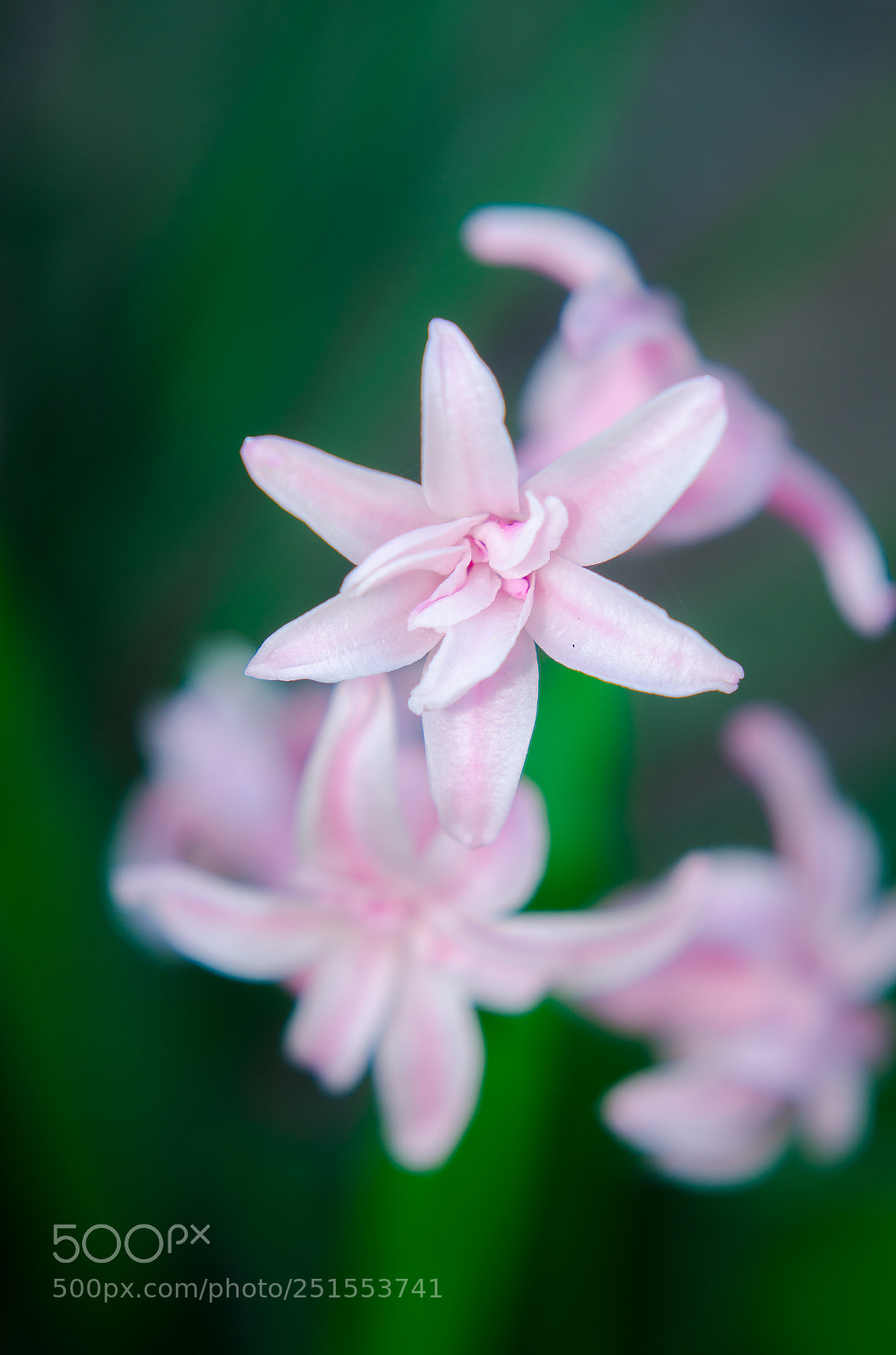Nikon D7000 sample photo. Hyacinth photography