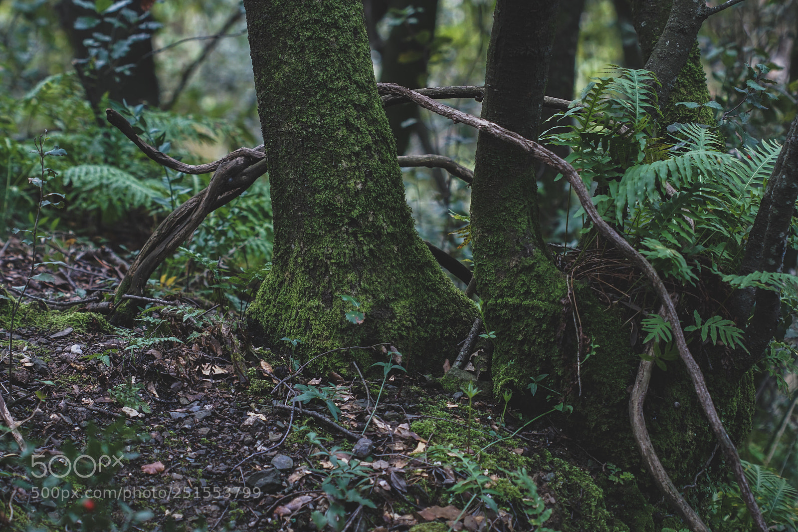 Sony a6000 sample photo. Bosc encantat photography