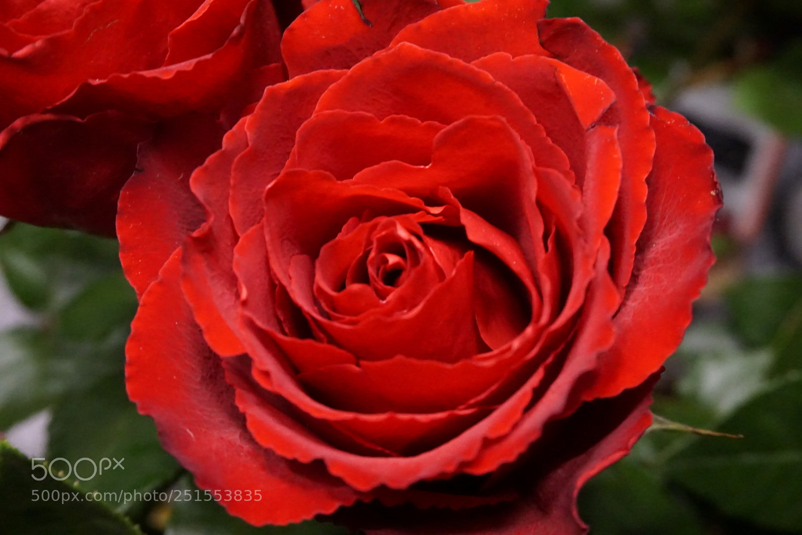 Sony a6000 sample photo. Flower photography