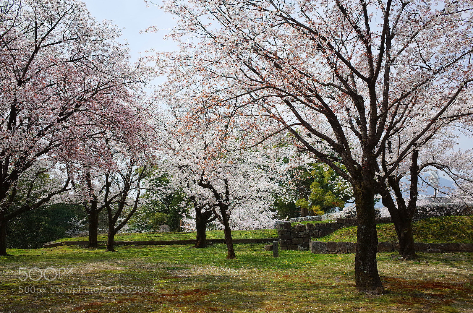 Ricoh GR sample photo. 熊本城二の丸の桜 photography