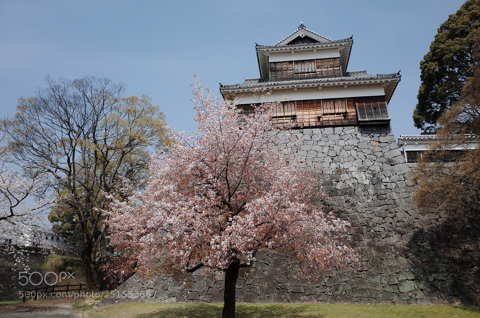 Ricoh GR sample photo. 山桜と熊本城申未櫓1 photography