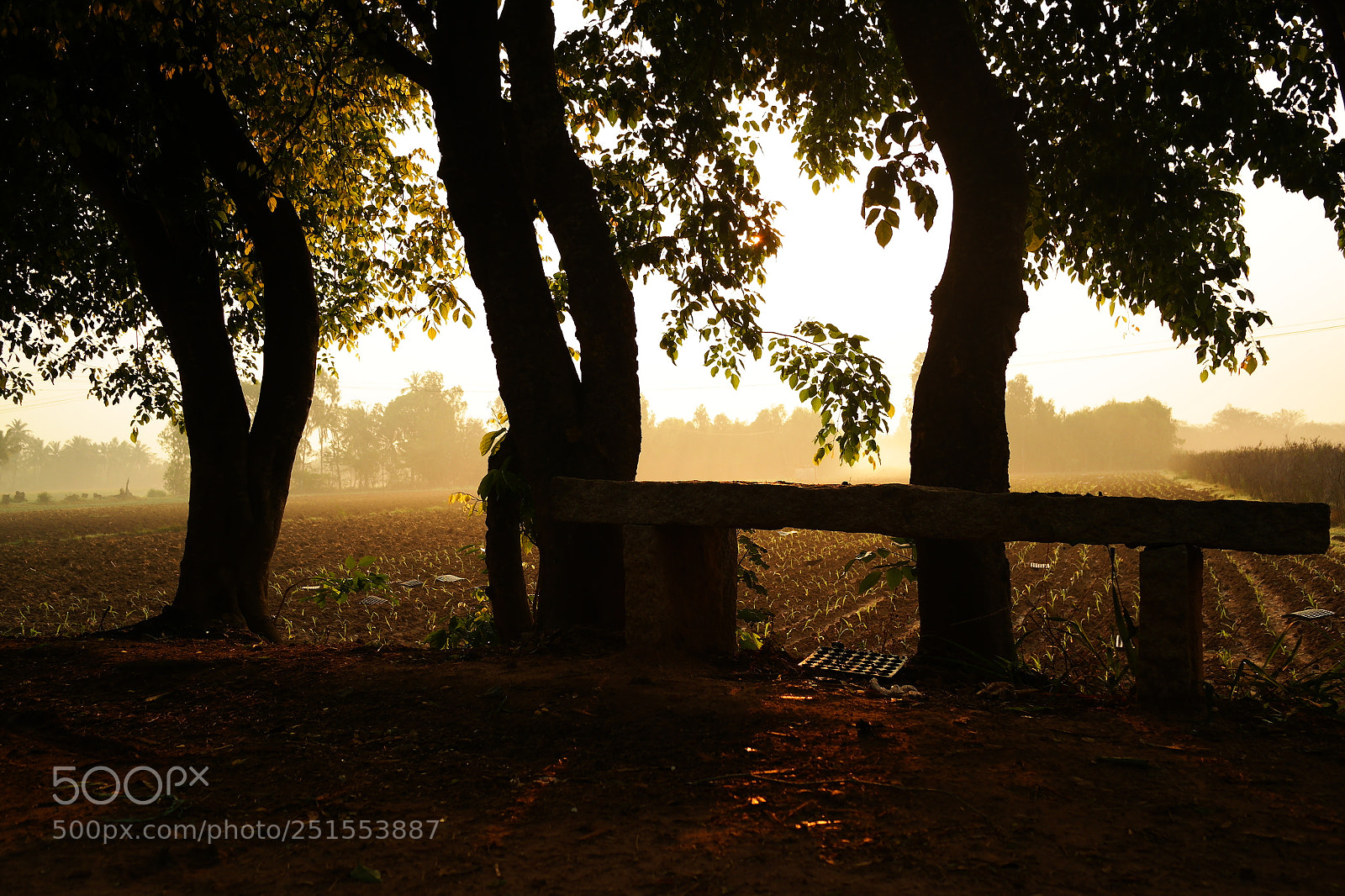 Samsung NX2000 sample photo. Golden sunrise throgh my photography