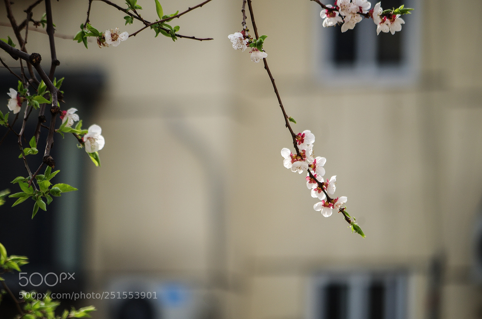 Pentax K-30 sample photo. Beijing's spring photography
