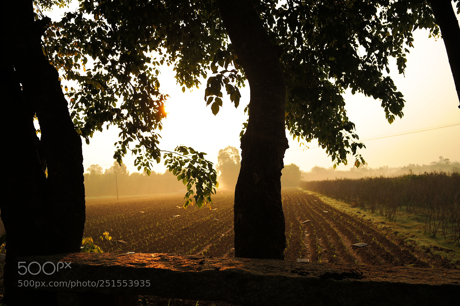 Samsung NX2000 sample photo. Golden sunrise throgh my photography