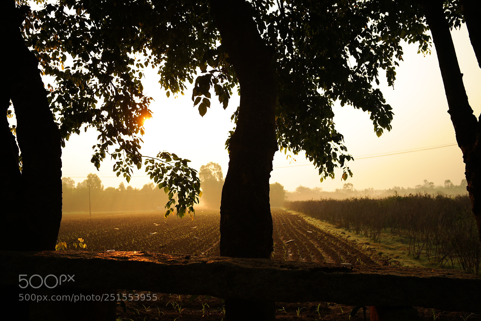 Samsung NX2000 sample photo. Golden sunrise throgh my photography