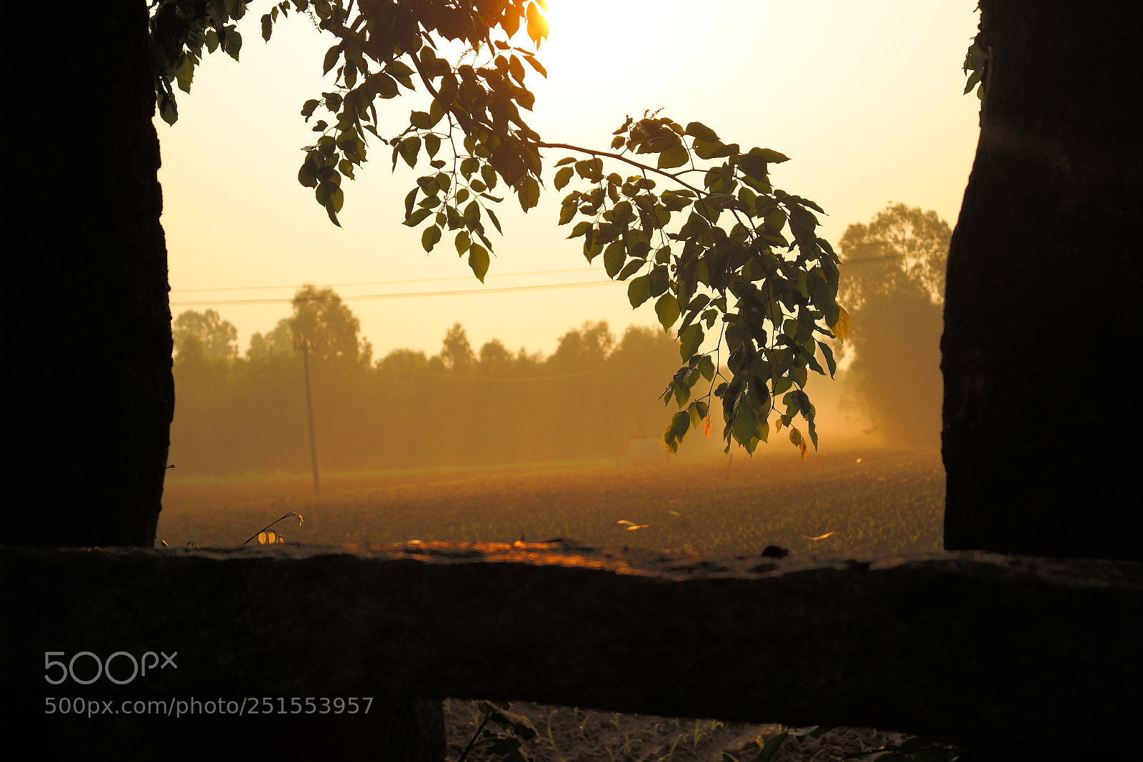 Samsung NX2000 sample photo. Golden sunrise throgh my photography