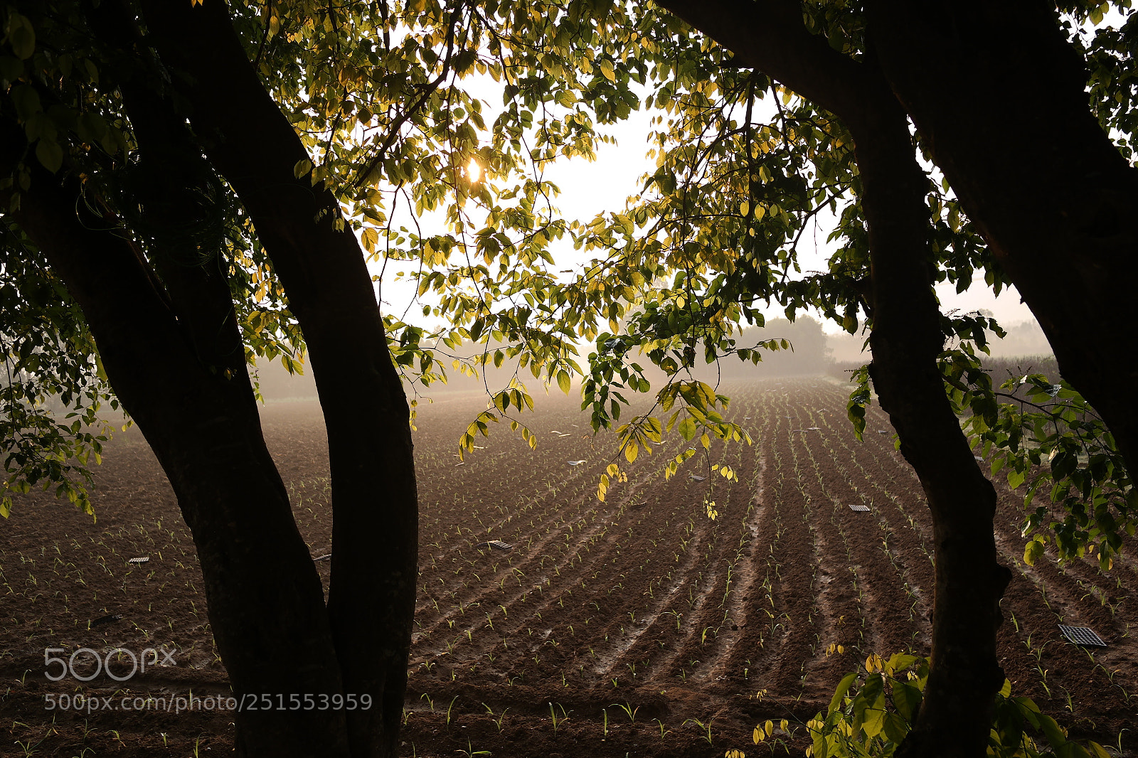 Samsung NX2000 sample photo. Golden sunrise throgh my photography