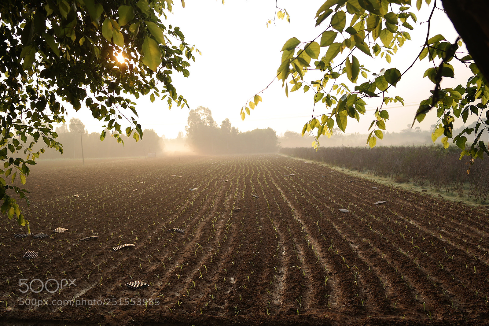 Samsung NX2000 sample photo. Golden sunrise throgh my photography
