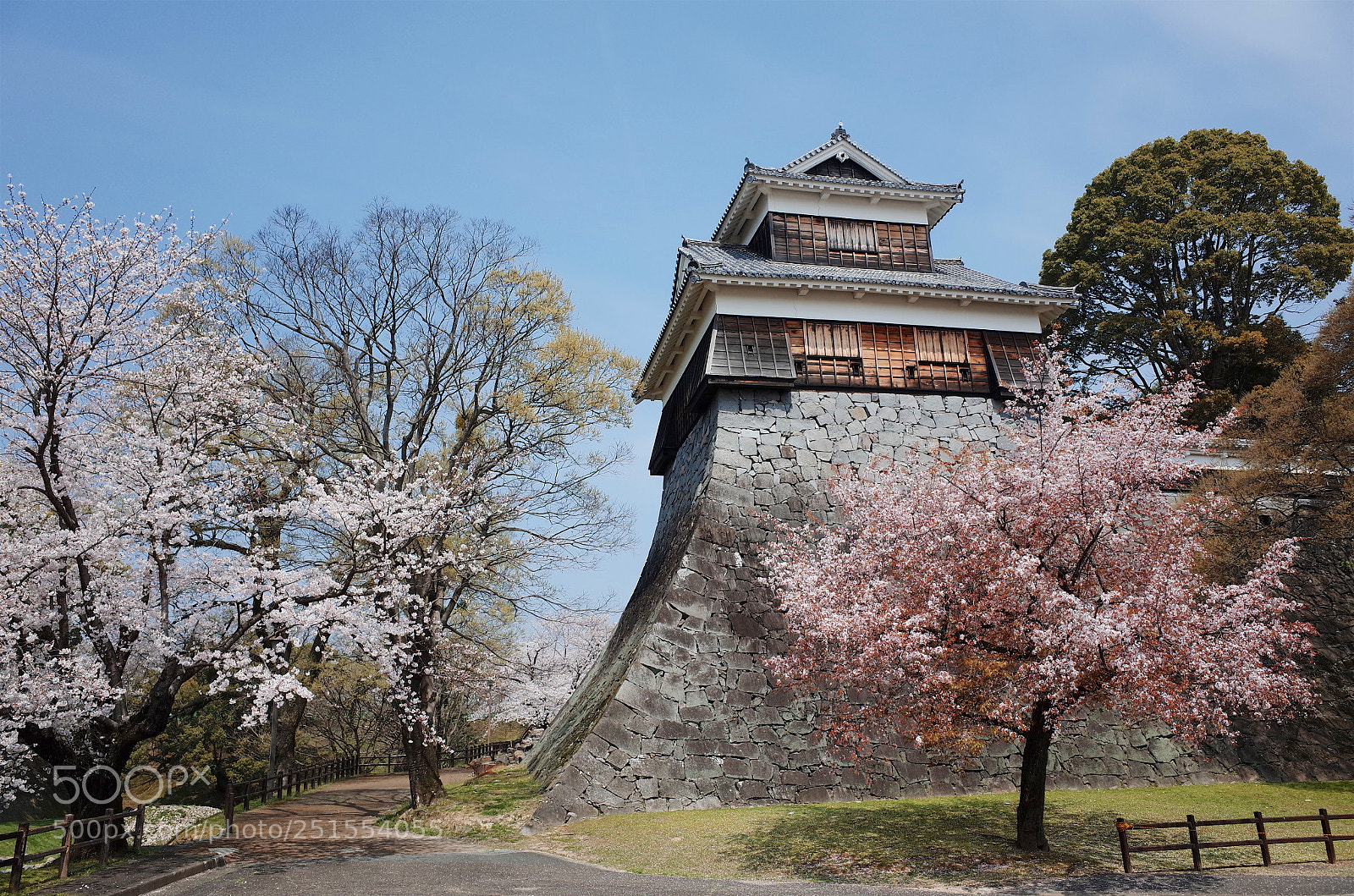 Ricoh GR sample photo. 山桜と熊本城申未櫓2 photography
