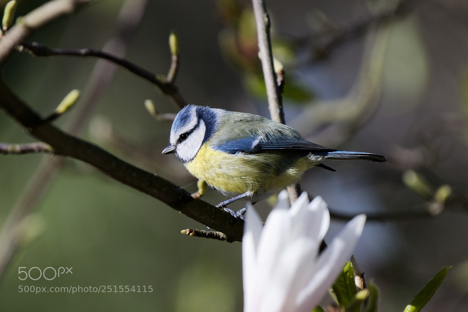 Nikon AF-S Nikkor 200-500mm F5.6E ED VR sample photo. Untitled photography