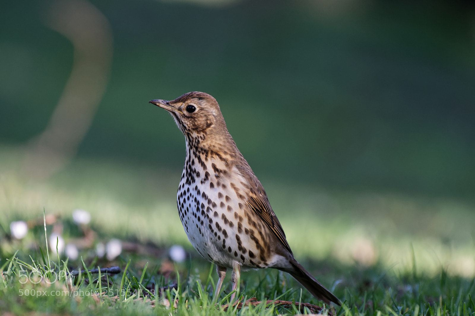 Nikon AF-S Nikkor 200-500mm F5.6E ED VR sample photo. Untitled photography