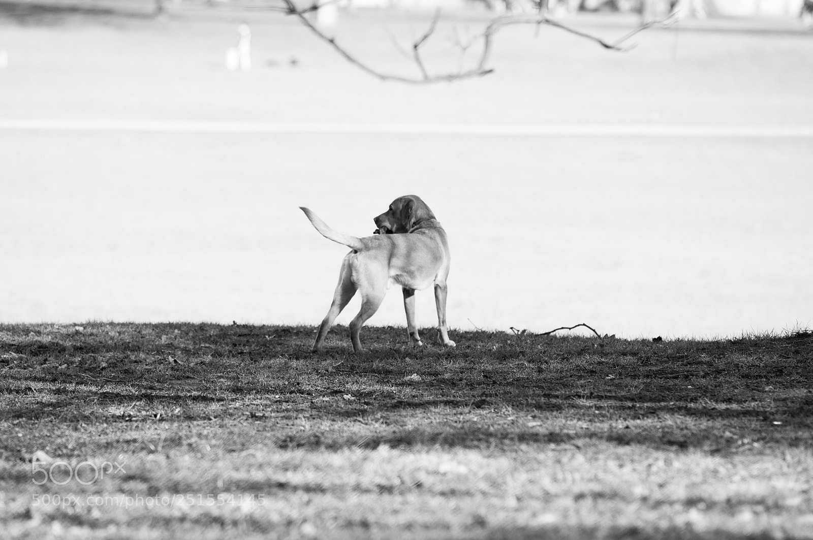 Nikon D90 sample photo. Dogs of london photography