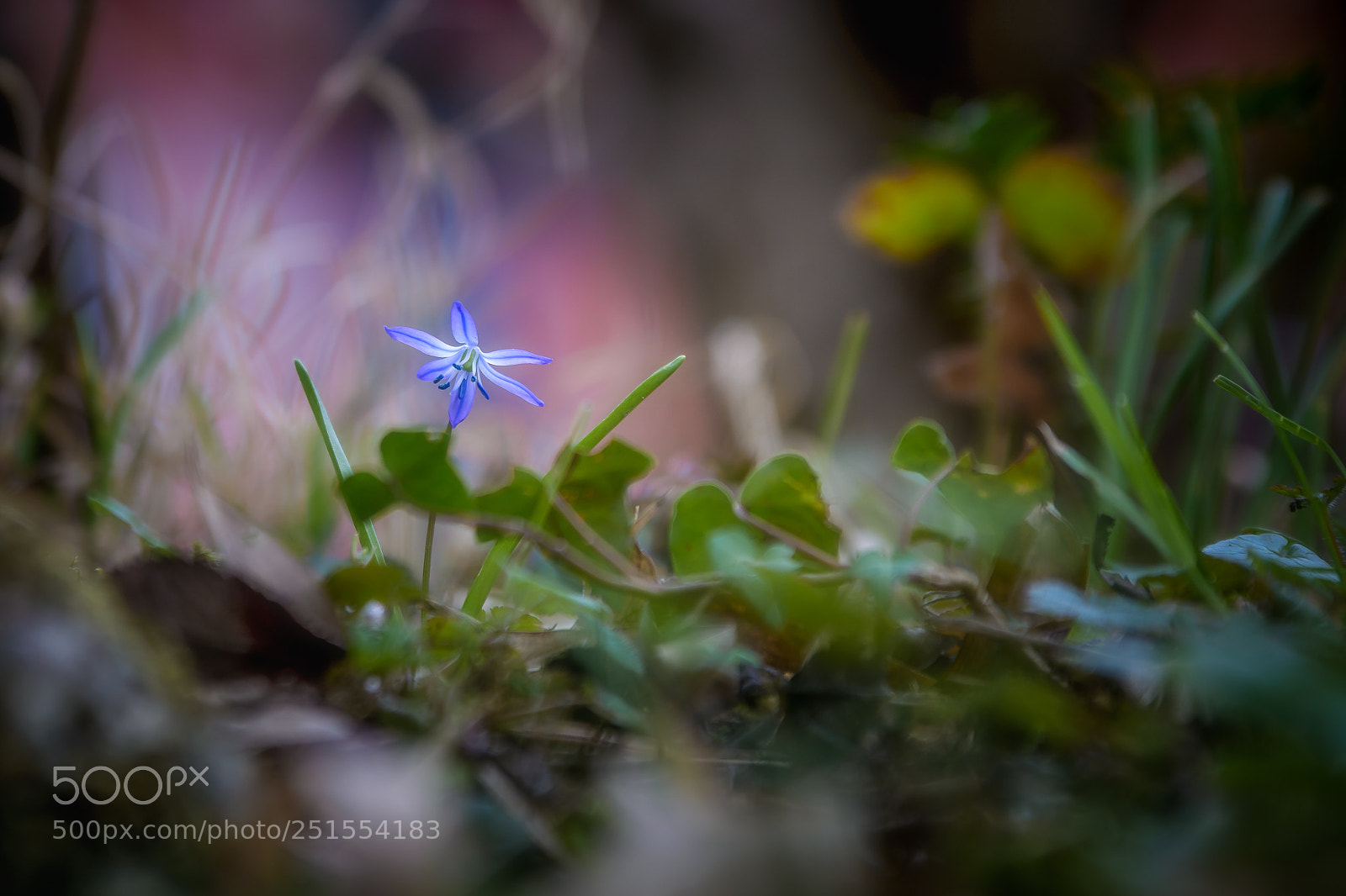 Nikon D7100 sample photo. Scilla | blaustern photography