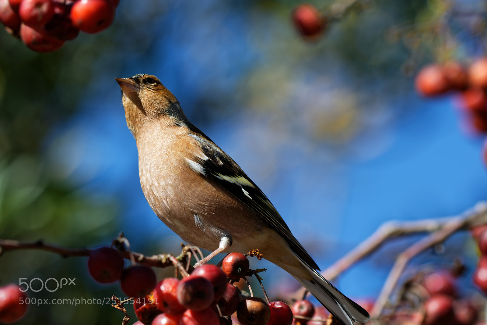 Nikon AF-S Nikkor 200-500mm F5.6E ED VR sample photo. Untitled photography