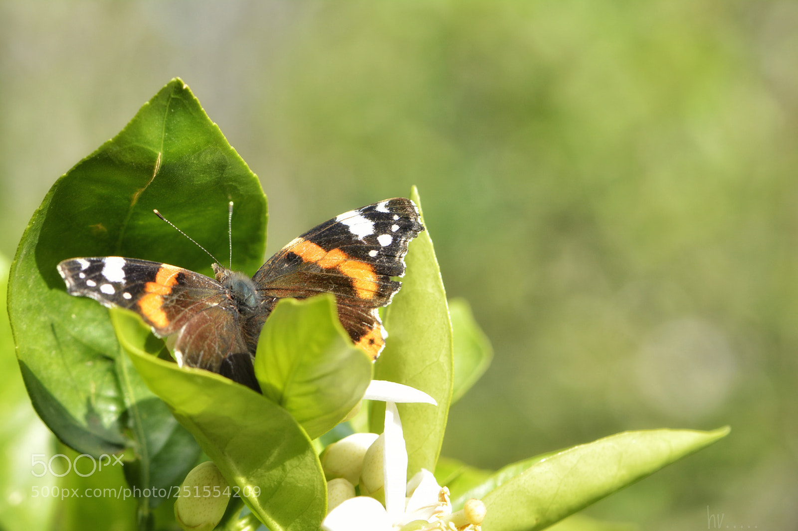 Nikon D7100 sample photo. Bright day photography