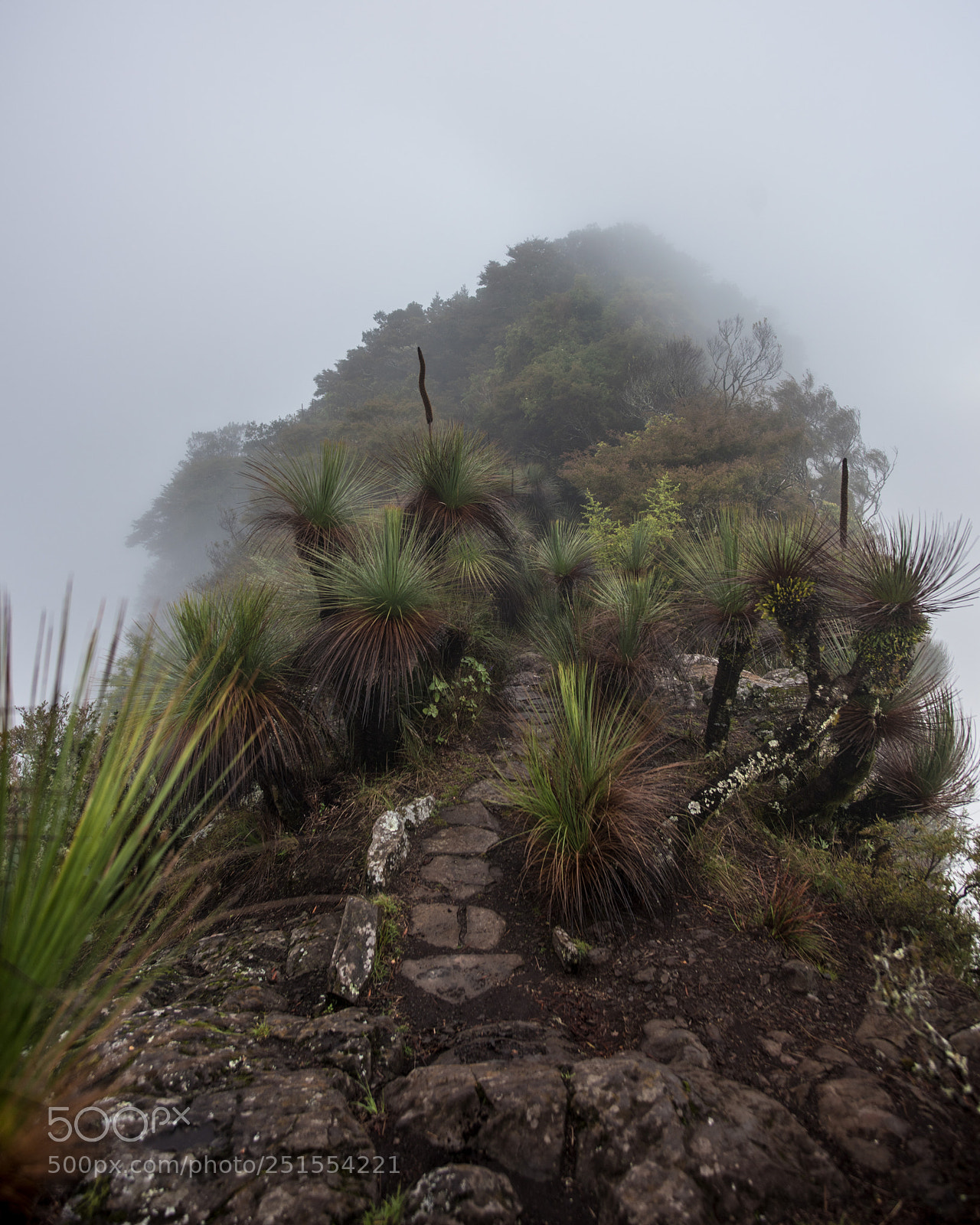 Nikon D810 sample photo. Path to the abyss photography