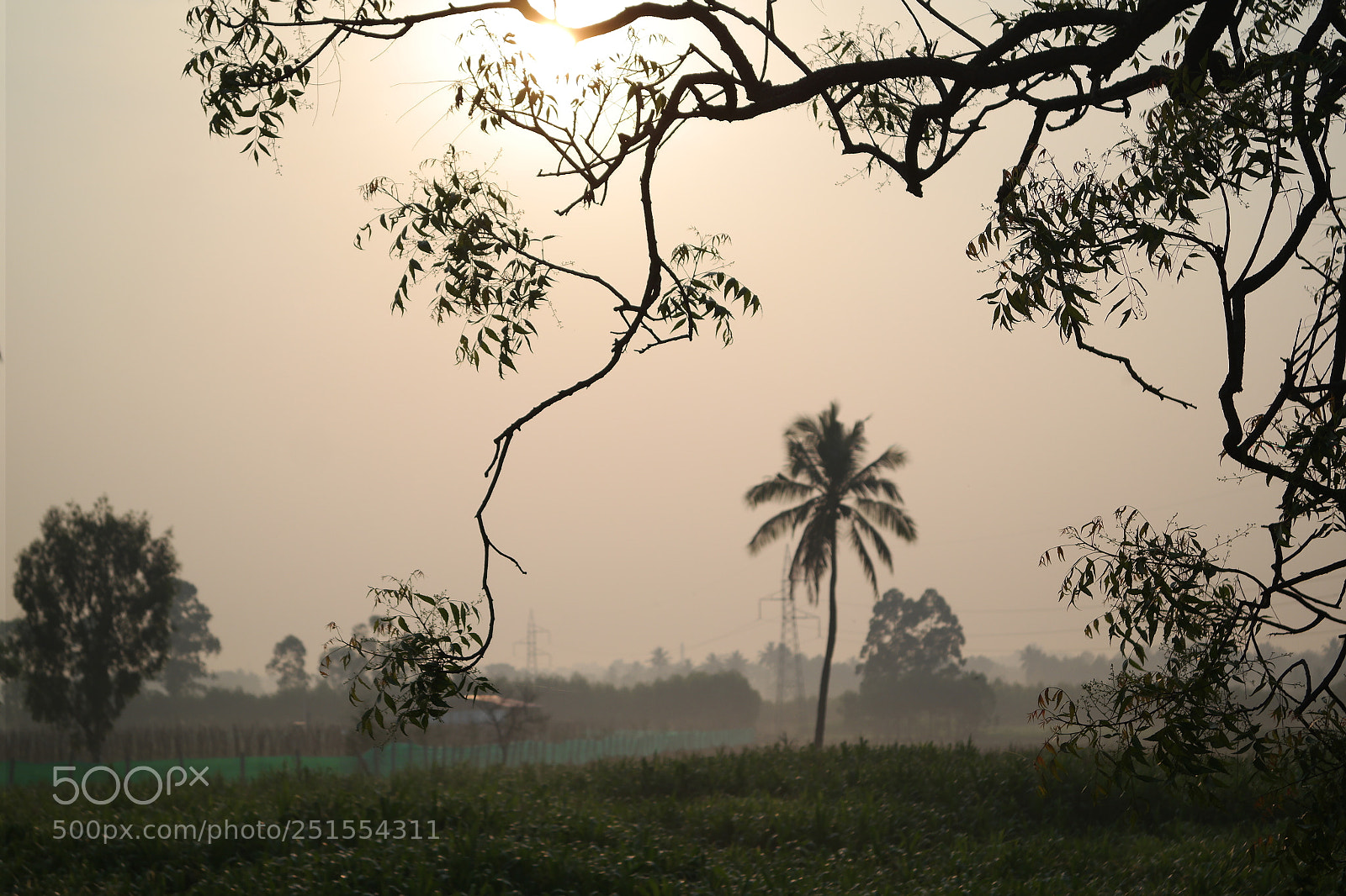 Samsung NX2000 sample photo. Golden sunrise throgh my photography