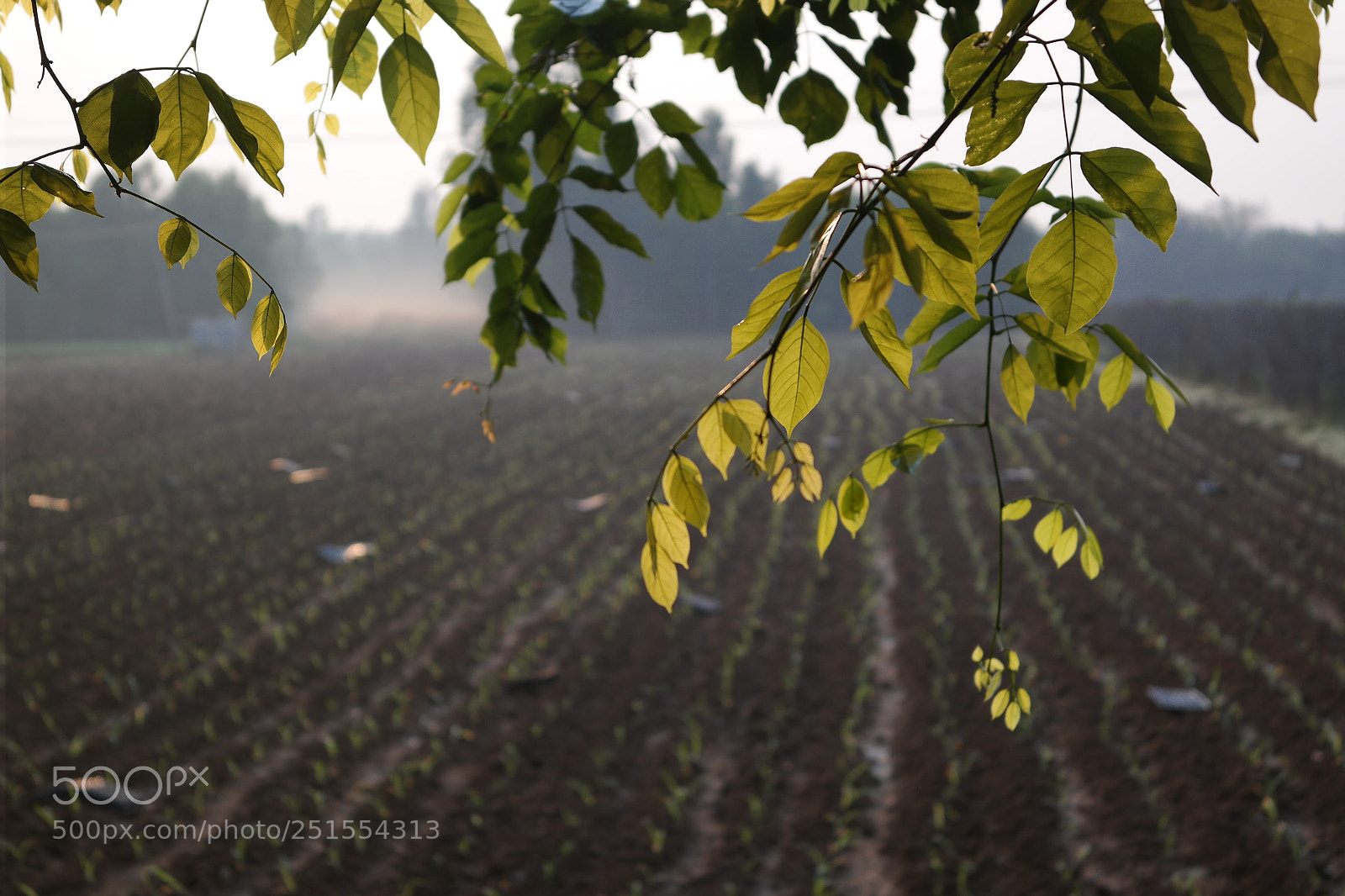 Samsung NX2000 sample photo. Golden sunrise throgh my photography