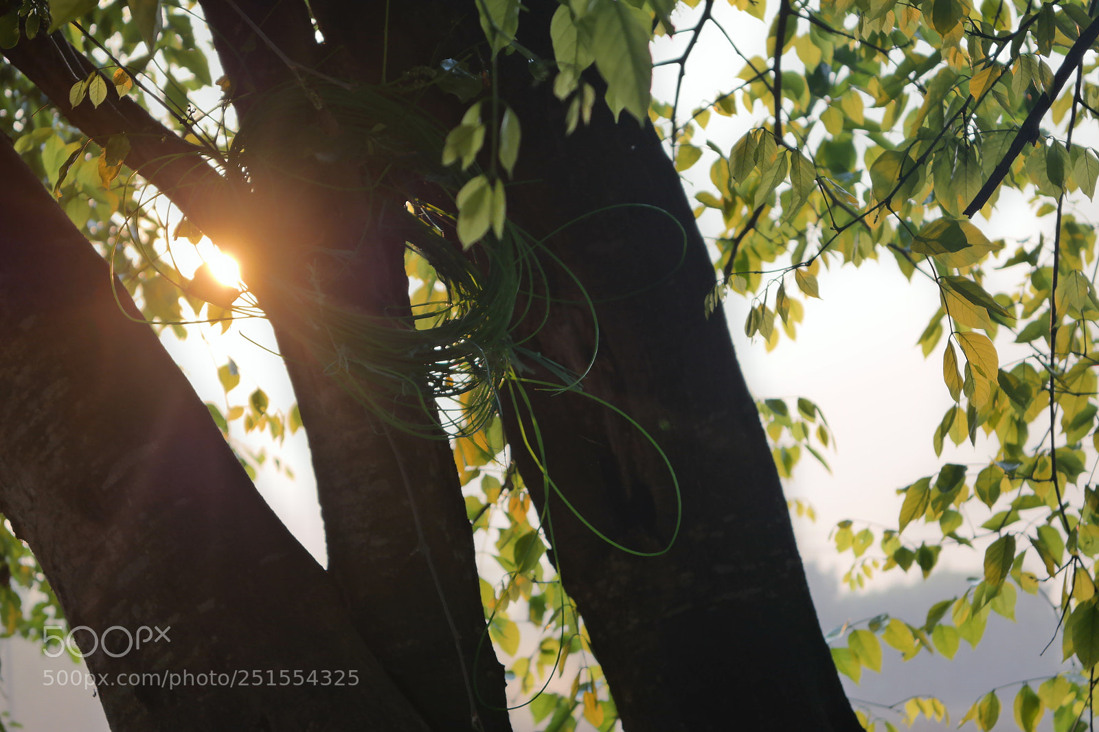 Samsung NX2000 sample photo. Golden sunrise throgh my photography