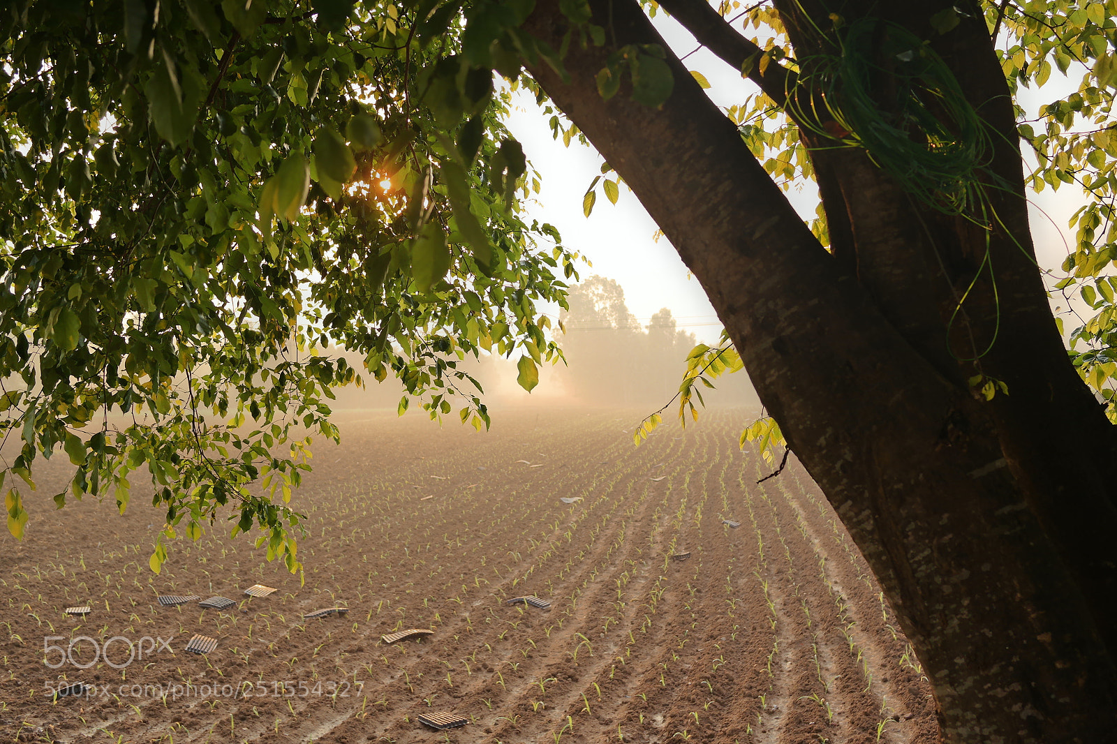 Samsung NX2000 sample photo. Golden sunrise throgh my photography