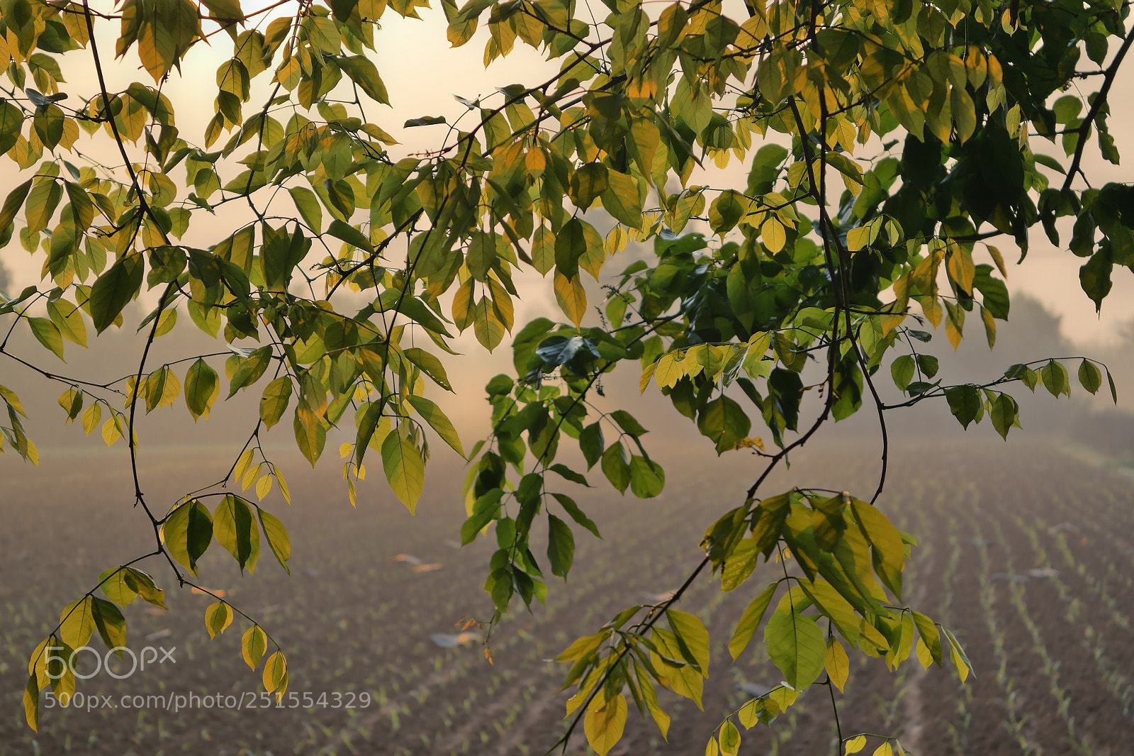 Samsung NX2000 sample photo. Golden sunrise throgh my photography