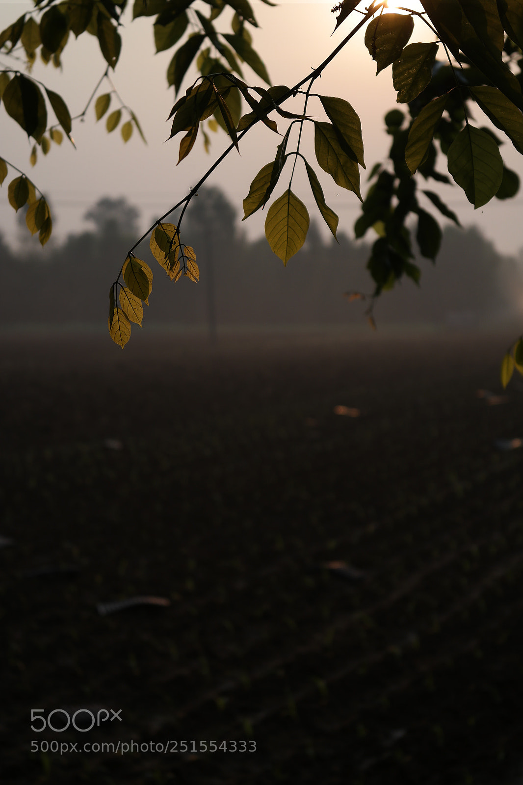 Samsung NX2000 sample photo. Golden sunrise throgh my photography